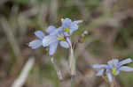 Nash's blue-eyed grass